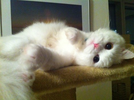 Picture of a cat / kitten / feline