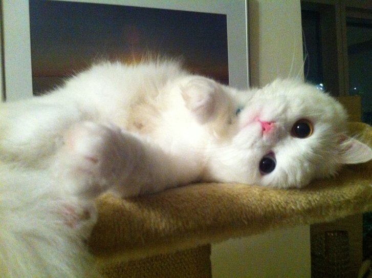 Picture of a cat / kitten / feline