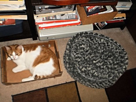 Picture of a cat / kitten / feline