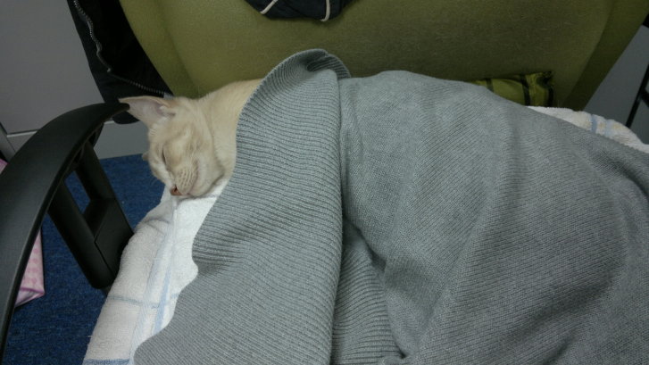 Picture of a cat / kitten / feline