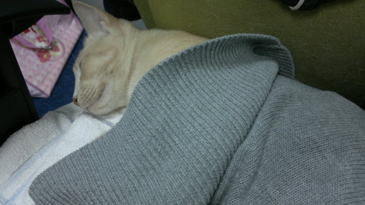 Picture of a cat / kitten / feline