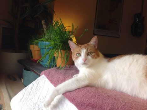 Picture of a cat / kitten / feline