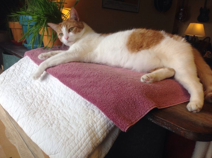 Picture of a cat / kitten / feline