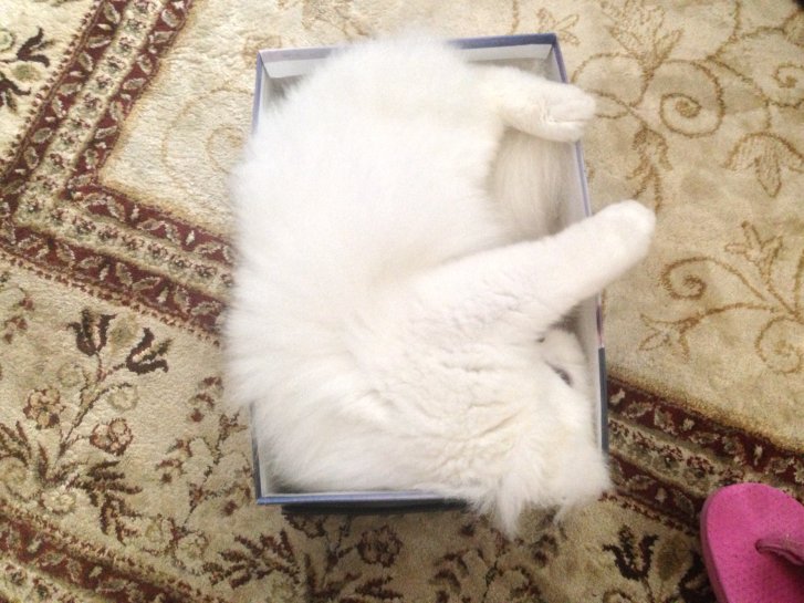 Picture of a cat / kitten / feline