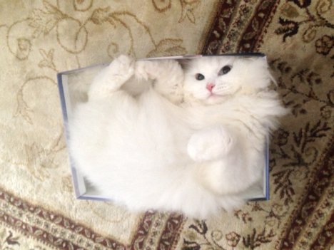 Picture of a cat / kitten / feline