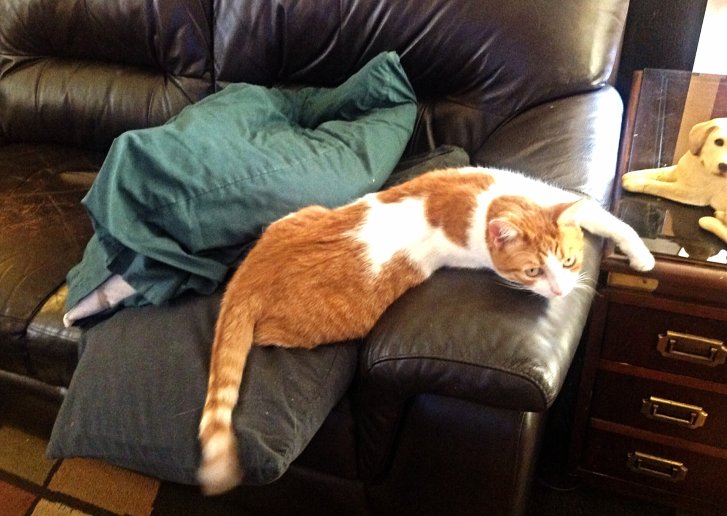 Picture of a cat / kitten / feline