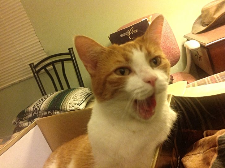 Picture of a cat / kitten / feline