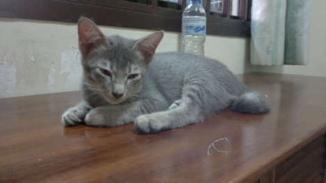 Picture of a cat / kitten / feline