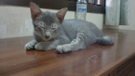 Picture of a cat / kitten / feline