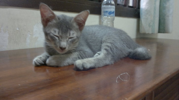 Picture of a cat / kitten / feline