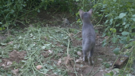 Picture of a cat / kitten / feline