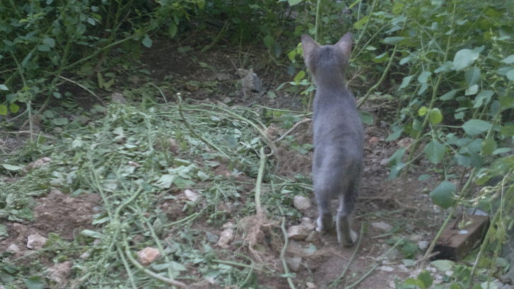 Picture of a cat / kitten / feline