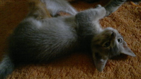 Picture of a cat / kitten / feline