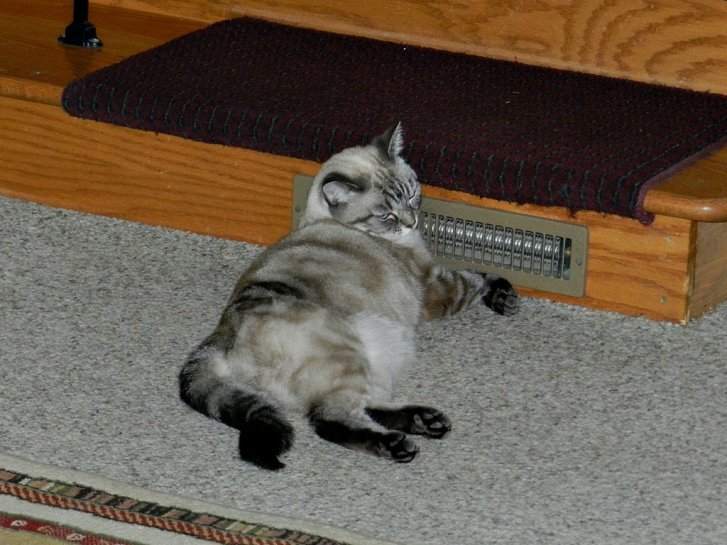 Picture of a cat / kitten / feline