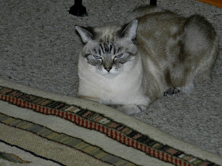 Picture of a cat / kitten / feline