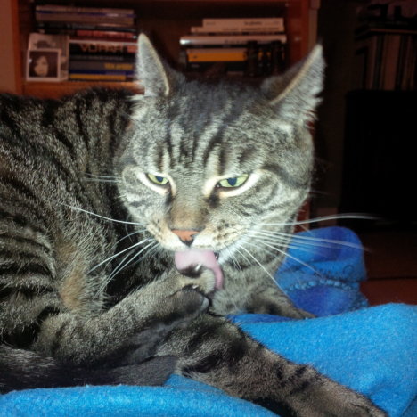 Picture of a cat / kitten / feline