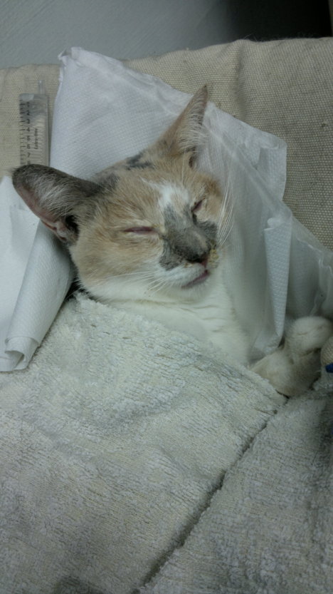 Picture of a cat / kitten / feline