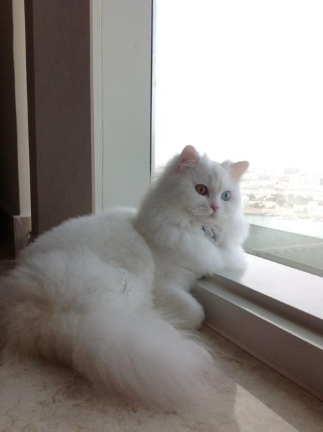 Picture of a cat / kitten / feline