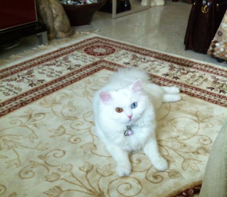 Picture of a cat / kitten / feline