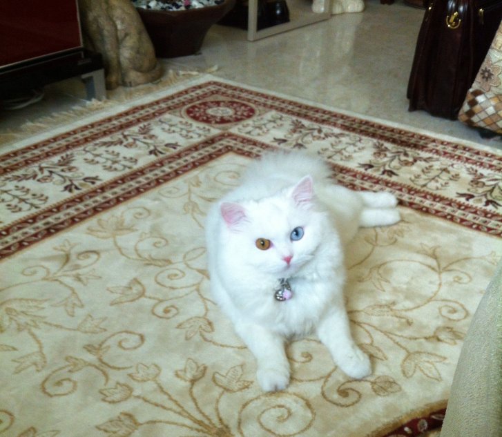 Picture of a cat / kitten / feline