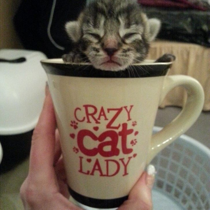 Picture of a cat / kitten / feline