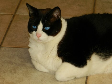 Picture of a cat / kitten / feline