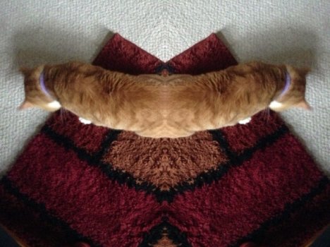 Picture of a cat / kitten / feline