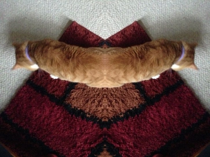 Picture of a cat / kitten / feline