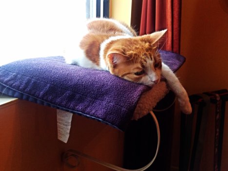 Picture of a cat / kitten / feline