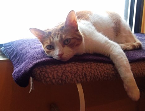 Picture of a cat / kitten / feline