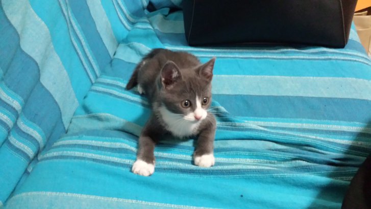 Picture of a cat / kitten / feline