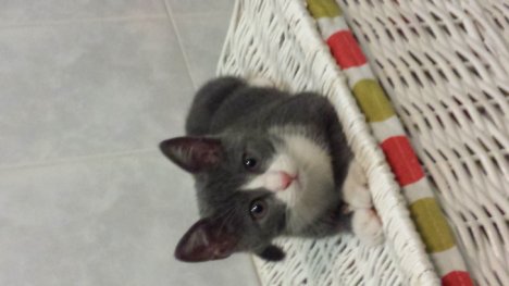 Picture of a cat / kitten / feline