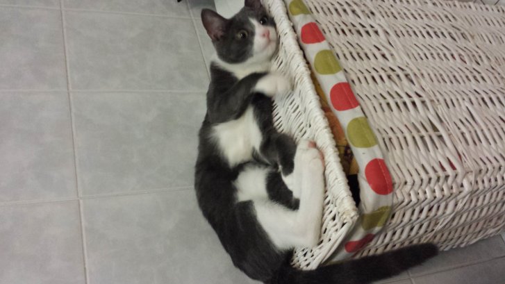 Picture of a cat / kitten / feline