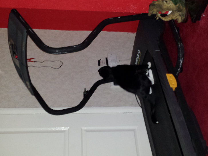 Picture of a cat / kitten / feline