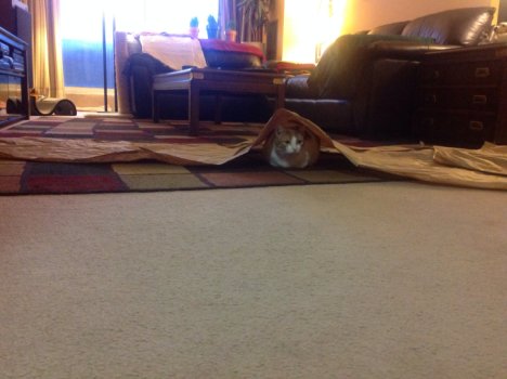 Picture of a cat / kitten / feline