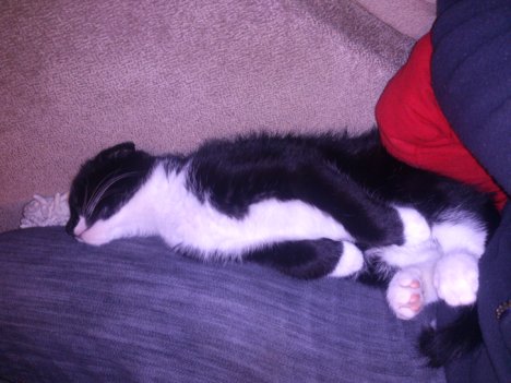 Picture of a cat / kitten / feline