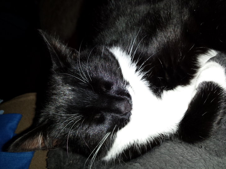 Picture of a cat / kitten / feline