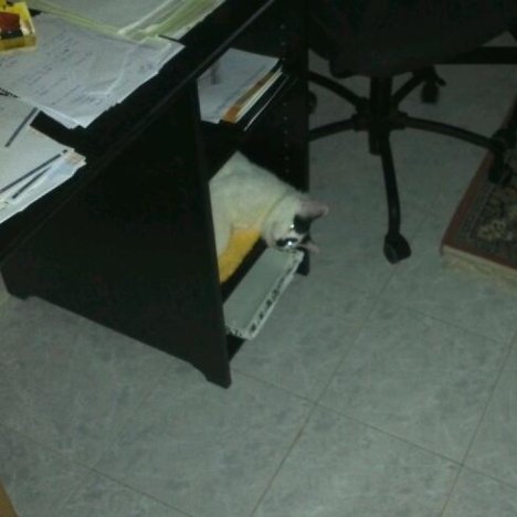 Picture of a cat / kitten / feline