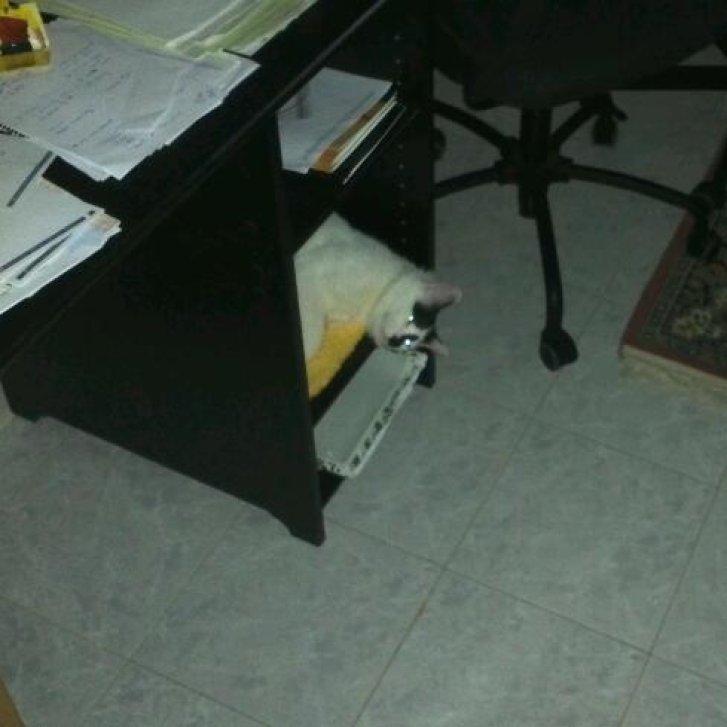 Picture of a cat / kitten / feline