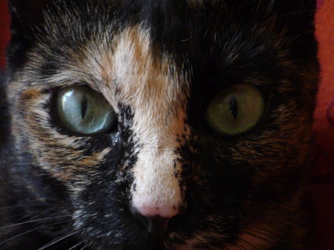 Picture of a cat / kitten / feline