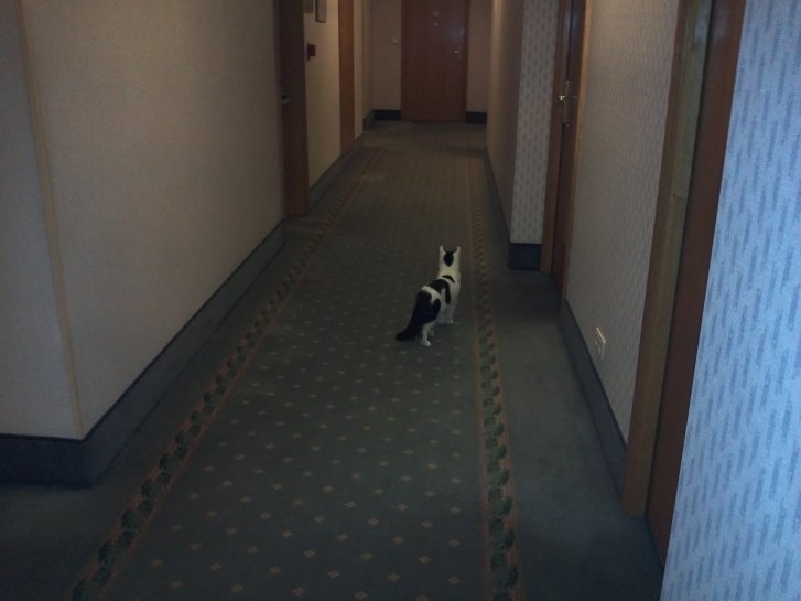 Picture of a cat / kitten / feline