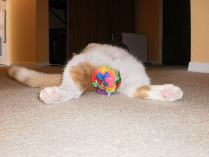 Picture of a cat / kitten / feline