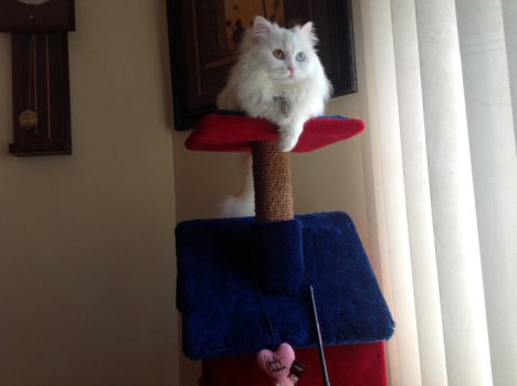 Picture of a cat / kitten / feline