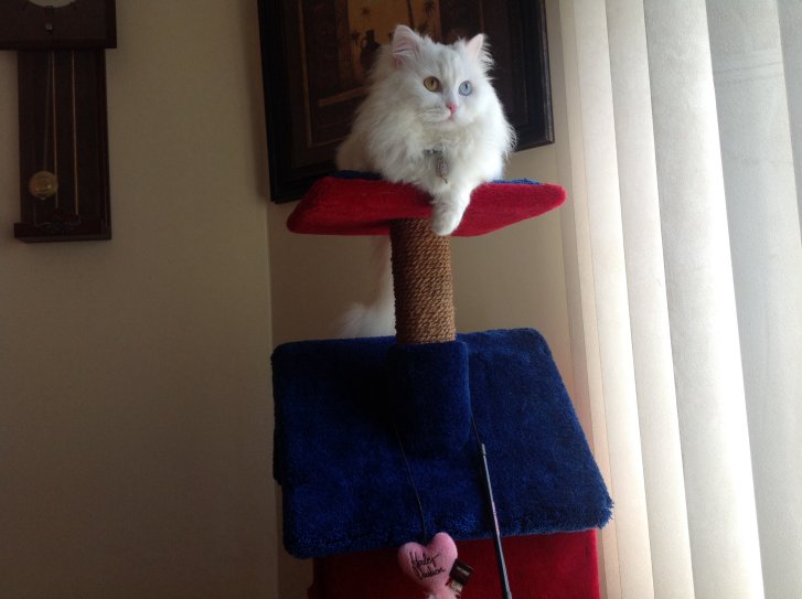 Picture of a cat / kitten / feline