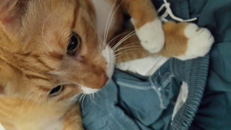 Picture of a cat / kitten / feline