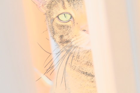 Picture of a cat / kitten / feline