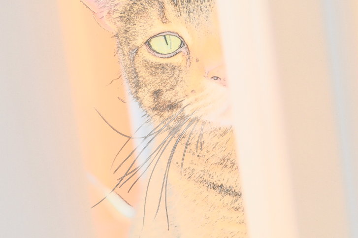 Picture of a cat / kitten / feline