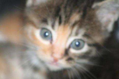 Picture of a cat / kitten / feline