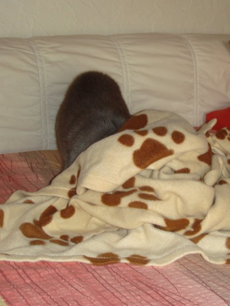 Picture of a cat / kitten / feline