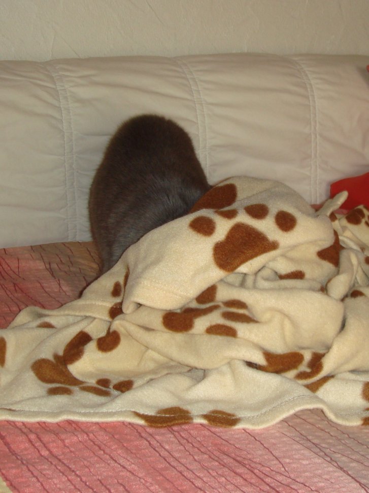 Picture of a cat / kitten / feline